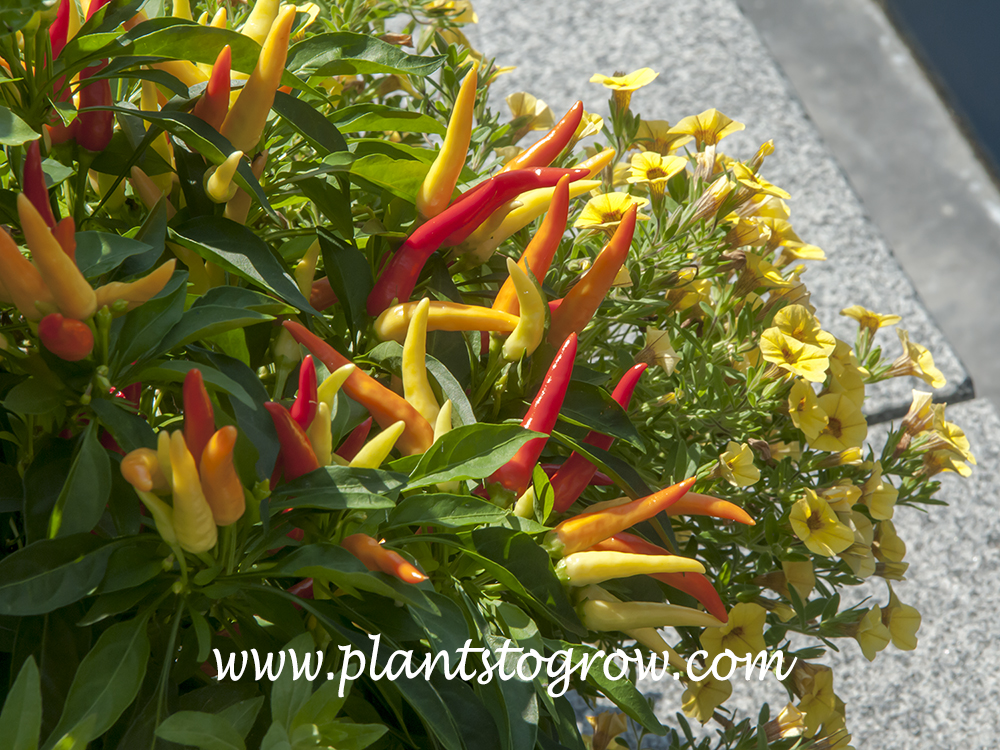 Chilly Chili'i Pepper (Capsicum annuum) Plants To Grow Plants